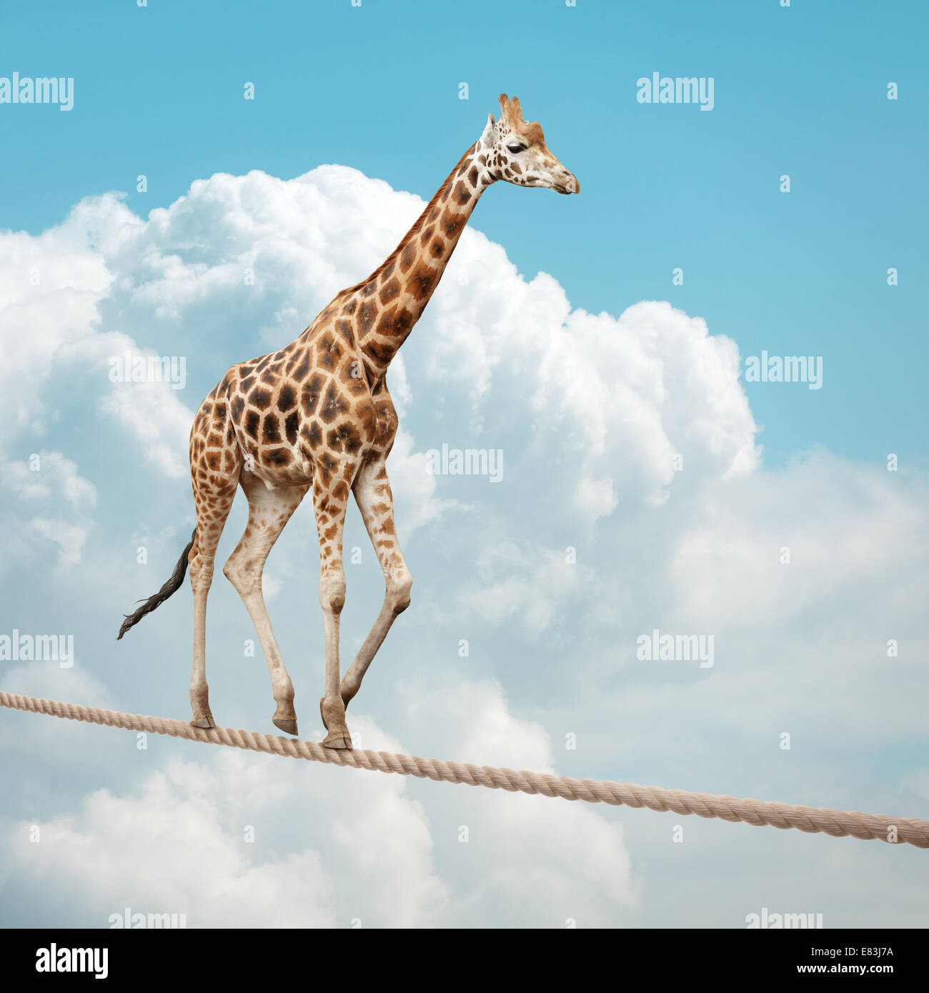 Giraffe en equilibrio sobre una cuerda floja Foto de stock