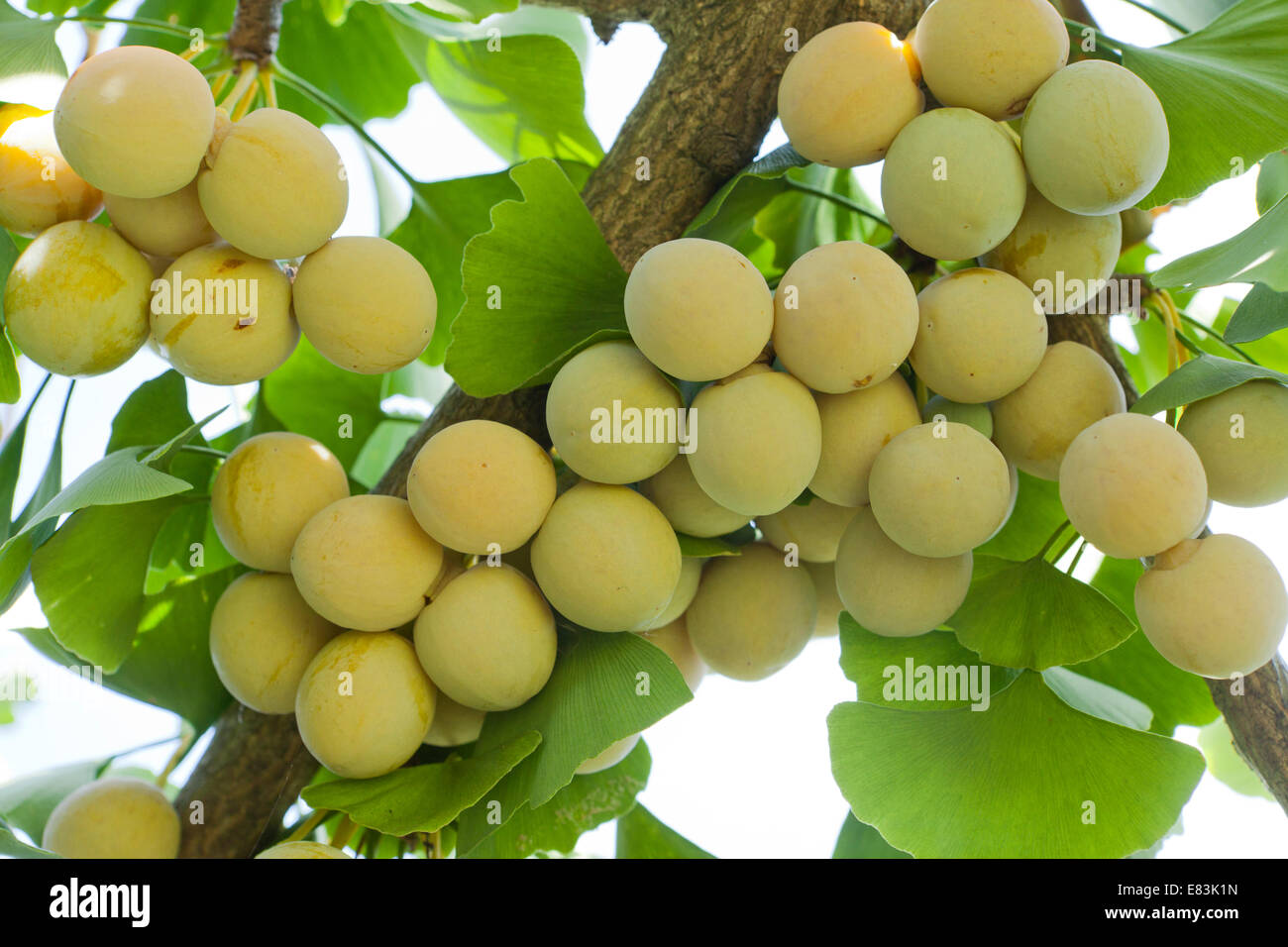 Óvulos maduros y hojas de ginkgo (Ginkgo biloba) - EE.UU. Foto de stock
