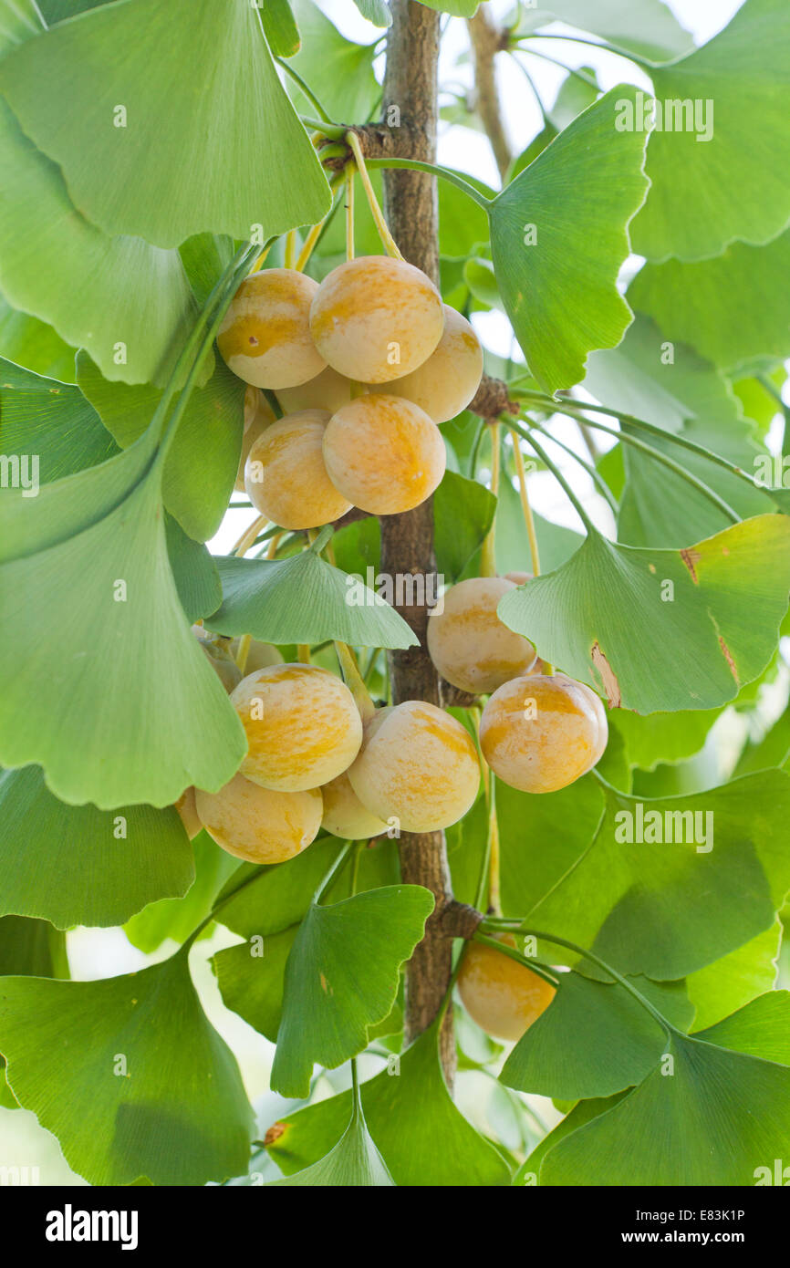 Óvulos maduros y hojas de ginkgo (Ginkgo biloba) - EE.UU. Foto de stock