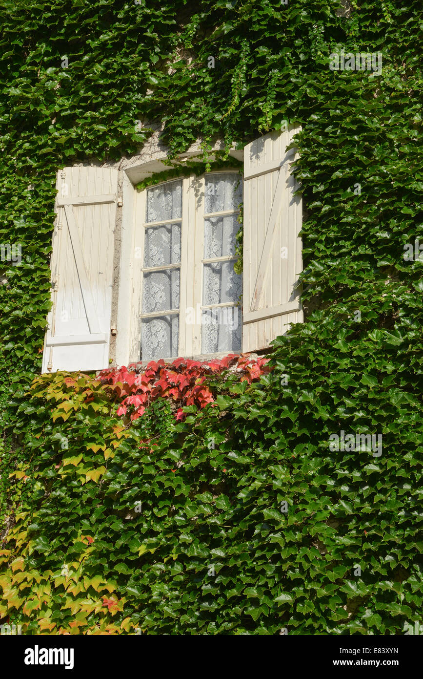 Coloridas hojas de hiedra en la pared de la casa en otoño, la chatre, Francia Foto de stock