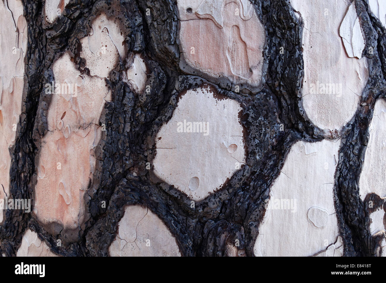 Daños causados por el fuego, con corteza de pino canario (Pinus canariensis), La Palma, Islas Canarias, España Foto de stock