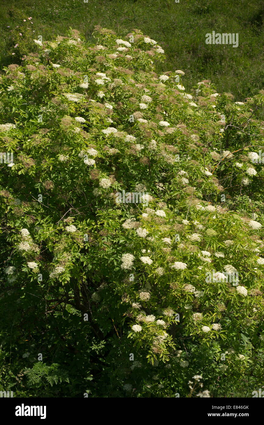 Bush, el saúco Sambucus nigra en flor en pleno verano. Foto de stock