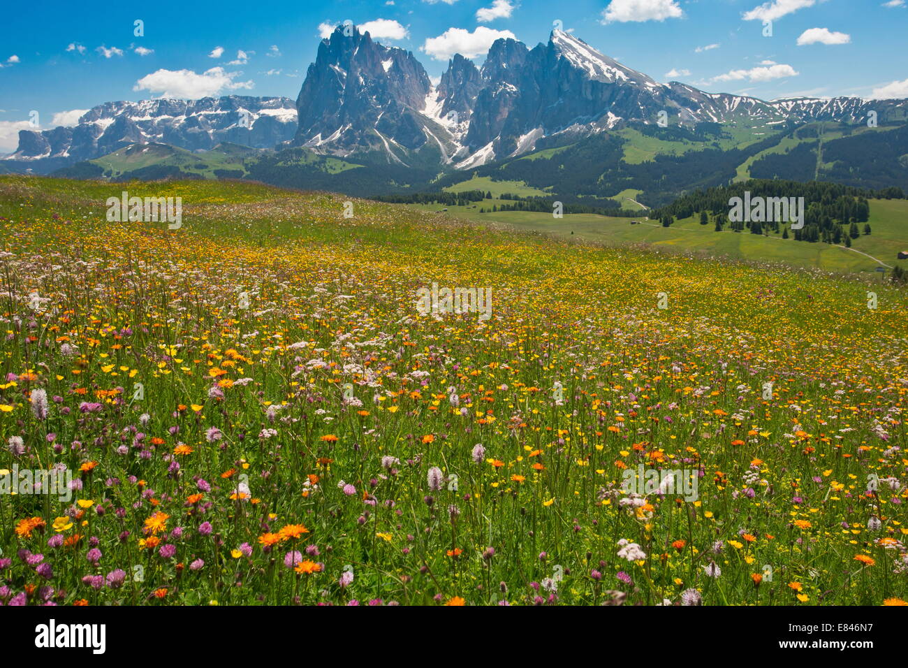 Espectaculares praderas floridas en Alm Seiser / Alpe di Suisi, con Golden Hawksbeard, mirando hacia Sasso Lungo, Dolomitas Foto de stock