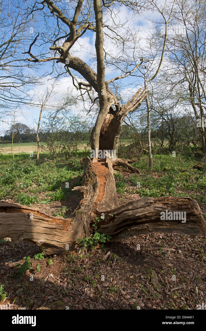 Antigua de madera de roble talados en Thursford North Norfolk a comienzos de la primavera Foto de stock