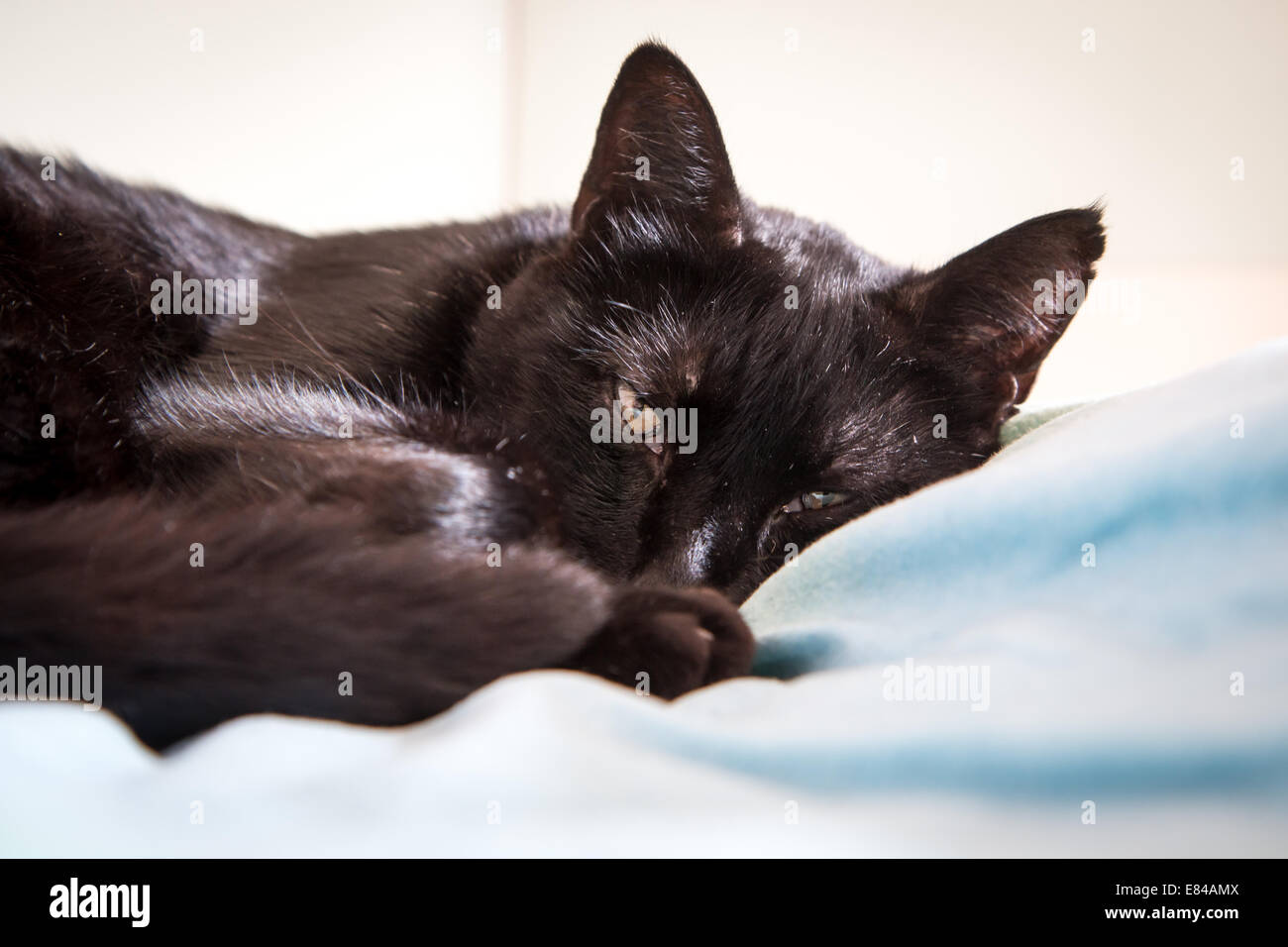 Sleepy tapa negra mirando a la cámara Foto de stock