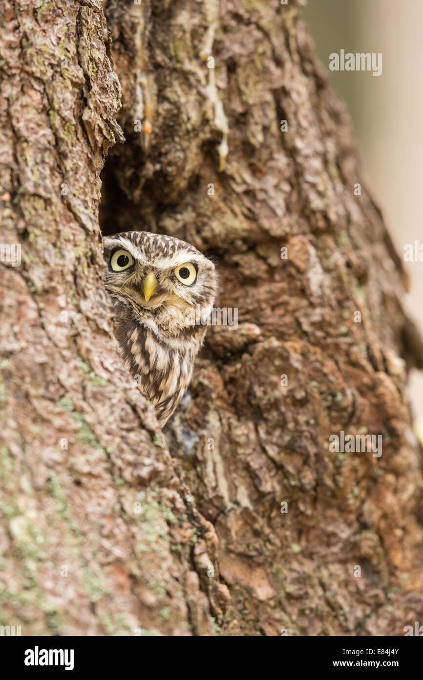 Pequeño Búho (Athene noctua) asomándose por el agujero de un nido en el tronco de un árbol Foto de stock