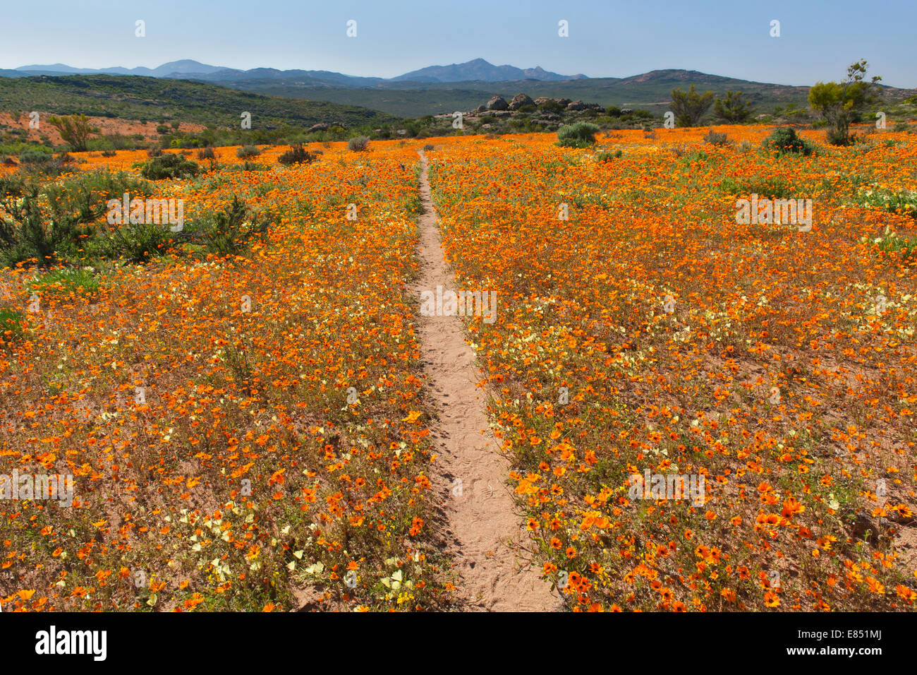 La Korhaan sendero a través de campos de flores silvestres en el Parque Nacional Namaqua en Sudáfrica. Foto de stock