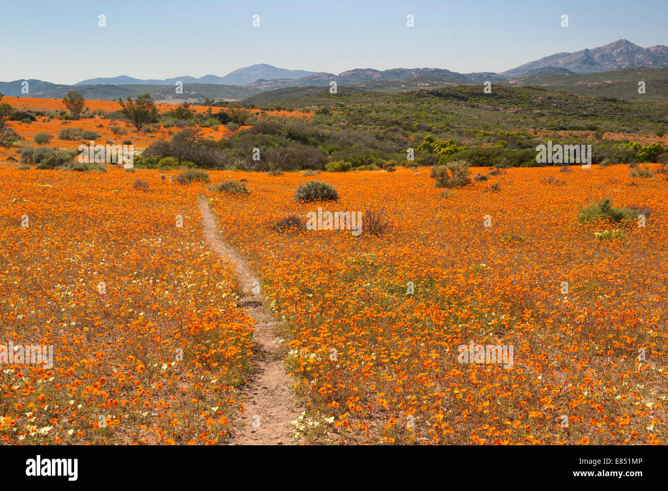 La Korhaan sendero a través de campos de flores silvestres en el Parque Nacional Namaqua en Sudáfrica. Foto de stock