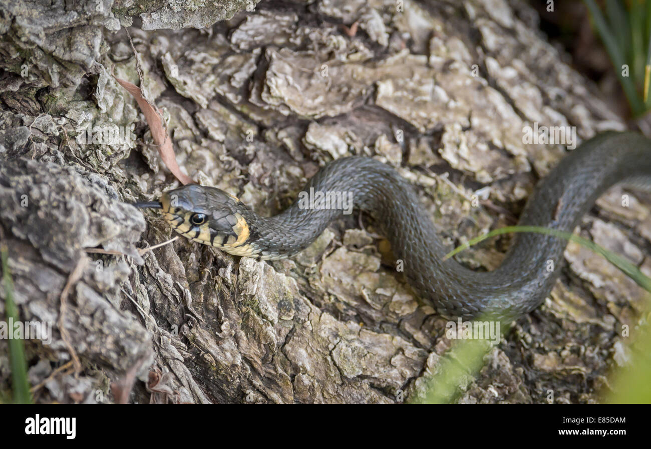 Una serpiente junto a un río de caza Foto de stock