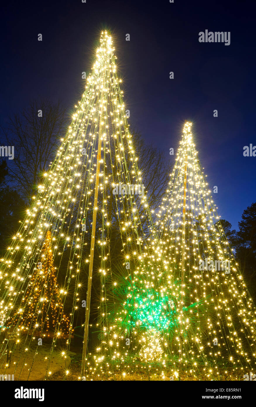 Árboles de Navidad en el exterior se han decorado con luces blancas y  disparó contra un cielo azul brillante Fotografía de stock - Alamy