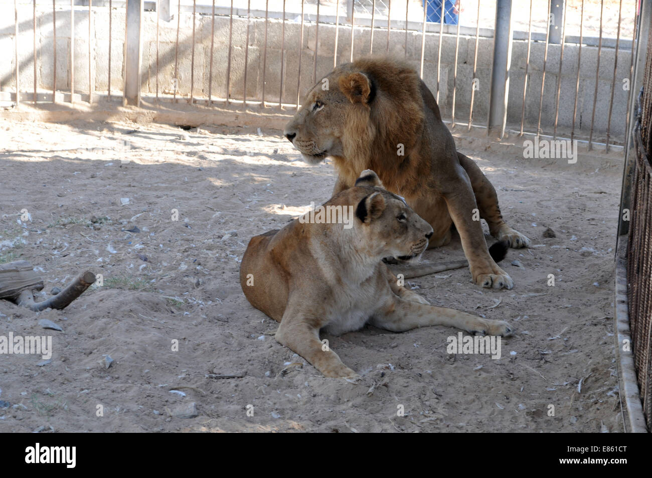 La franja de Gaza. 30 Sep, 2014. Un león es visto dentro de una jaula en el zoo de Bisan, en la ciudad de Gaza el 30 de septiembre, 2014. Un equipo médico de una ONG, las cuatro patas, se prepara para transferir tres leones del zoo a un santuario de vida silvestre en Jordania por el cruce de Erez, tras su zoológico fue dañada en la reciente guerra Israel-Hamas. © Pool/Xinhua/Alamy Live News Foto de stock