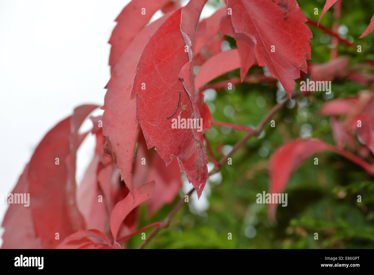 Hoja roja Foto de stock