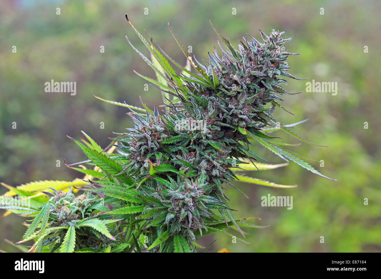 Planta de cannabis Foto de stock