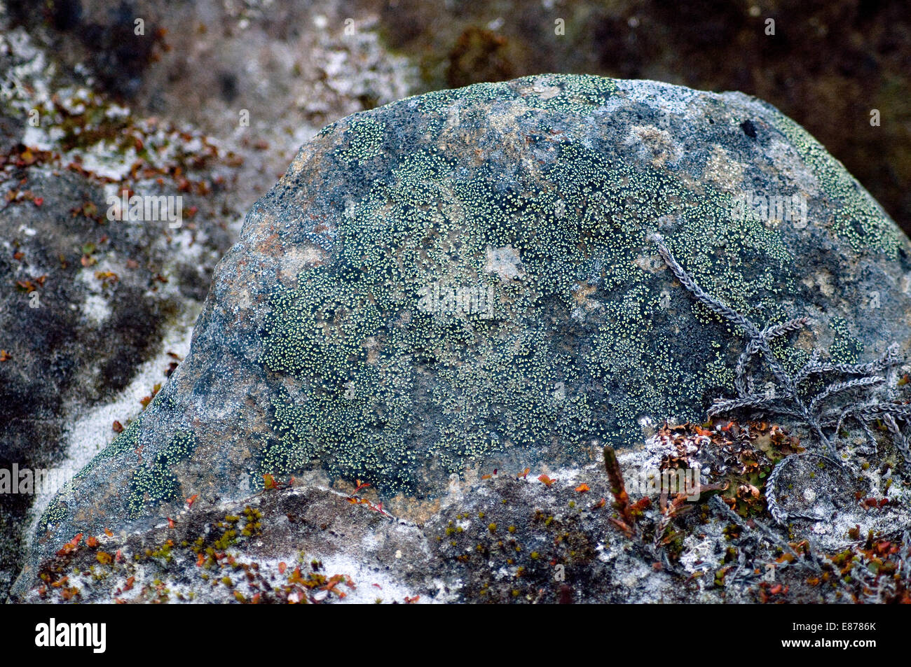 En el Ártico del fiordo Sunneshine boulder, uno entre muchos en una isla la tundra aloja innumerables plantas incluyendo liquen Foto de stock