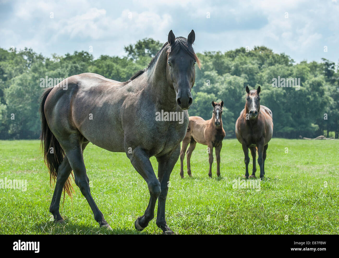 Semental Quarter Horse con yegua y potro Foto de stock