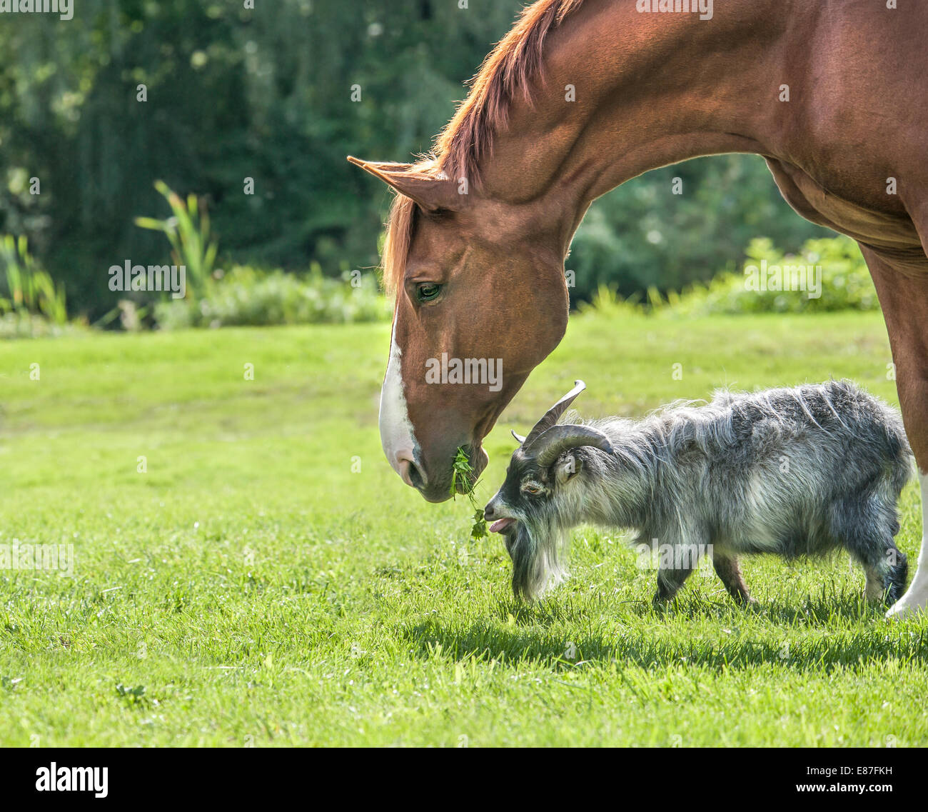 Cabras pigmeas y stallion Foto de stock