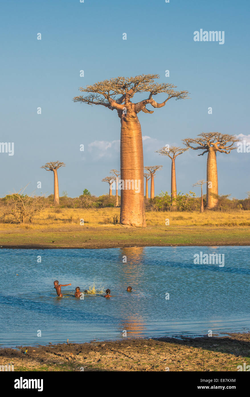 Avenida de los baobabs, Madagascar Foto de stock