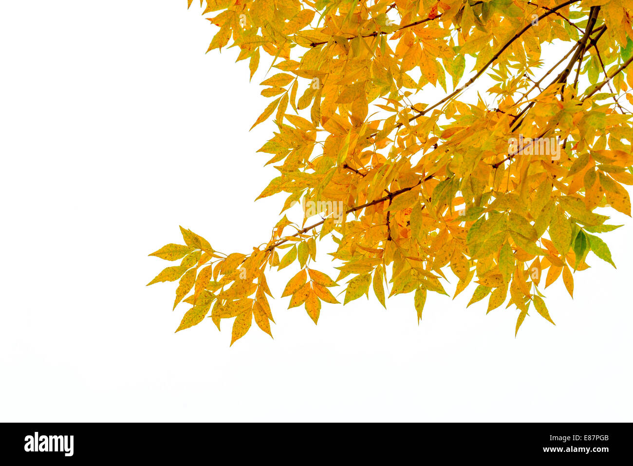 Ash rama de árbol con hojas amarillas en otoño, aislado sobre fondo blanco. Foto de stock