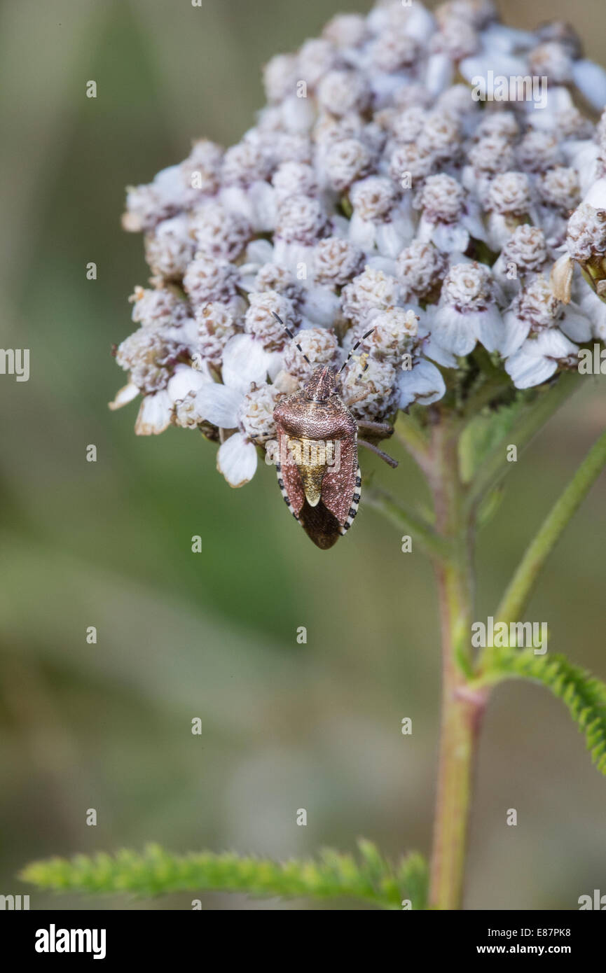 La endrina Bug (Dolycoris baccarum) Cierre el Bog Shropshire UK Europa Foto de stock