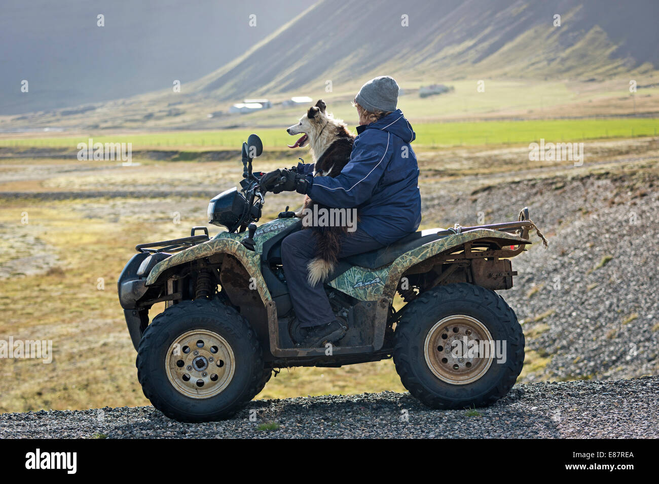 Agricultor en un quad grande, Ovejero, ovejas transhumancia, cerca de Höfn, Islandia Foto de stock