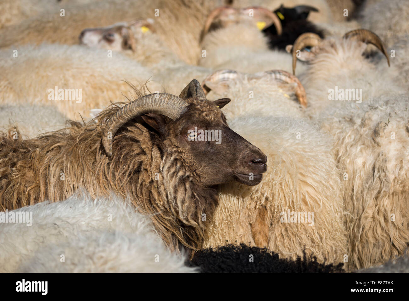 Rebaño de ovejas, hacinadas en una pluma, ovejas transhumancia, cerca de Höfn, Islandia Foto de stock