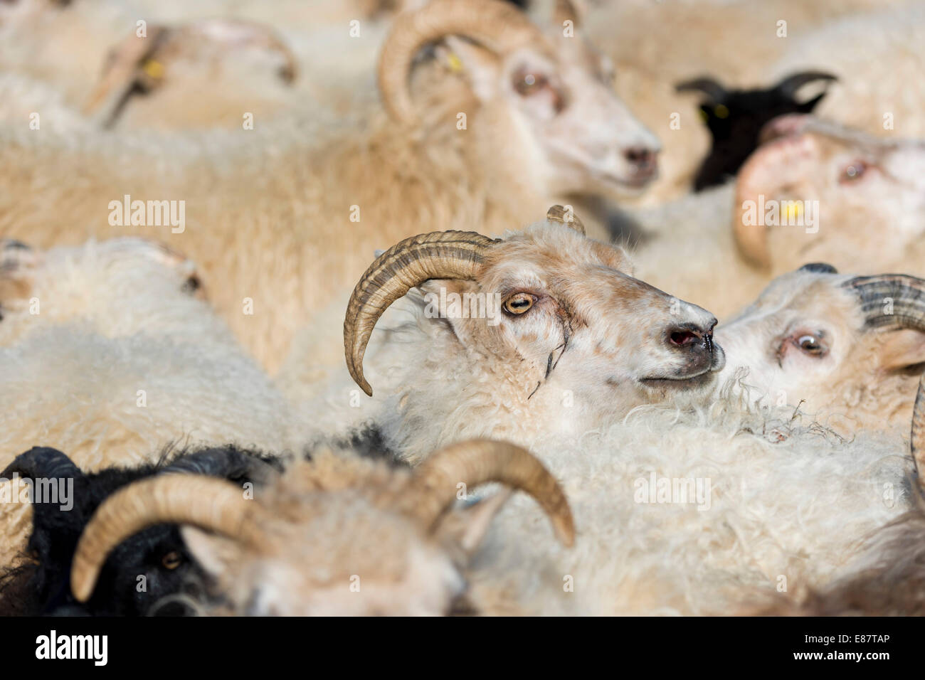 Rebaño de ovejas, hacinadas en una pluma, ovejas transhumancia, cerca de Höfn, Islandia Foto de stock