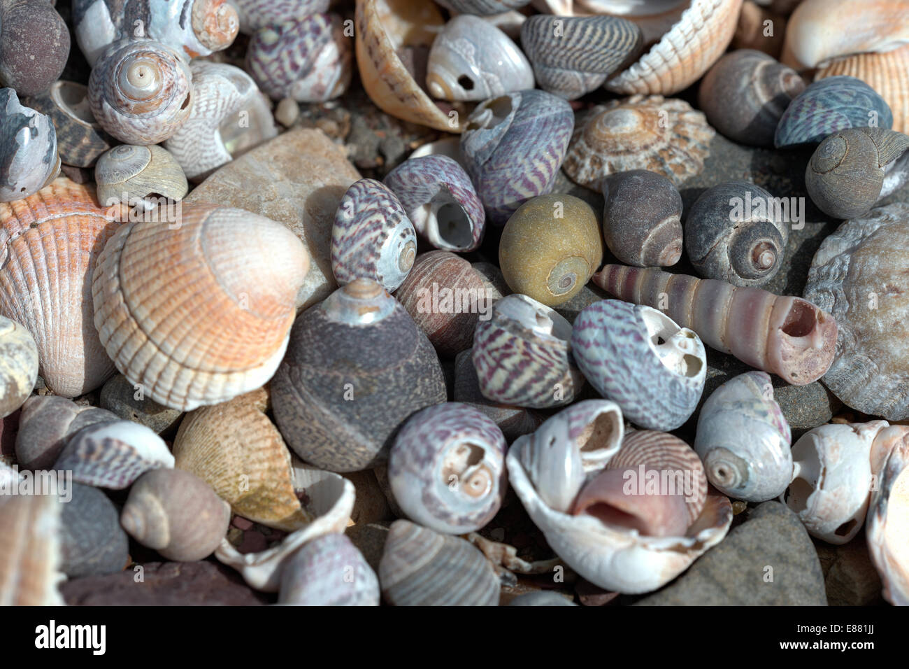 Colección de conchas zona costera el Gann Pembrokshire Gales Reino Unido Europa Foto de stock