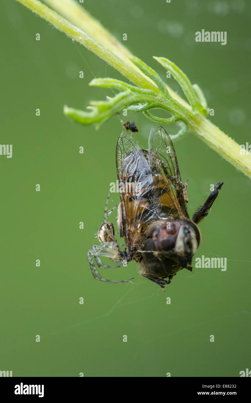 Araña con hover-fly en web Llanymynech Quary Gales Reino Unido Europa Agosto Foto de stock