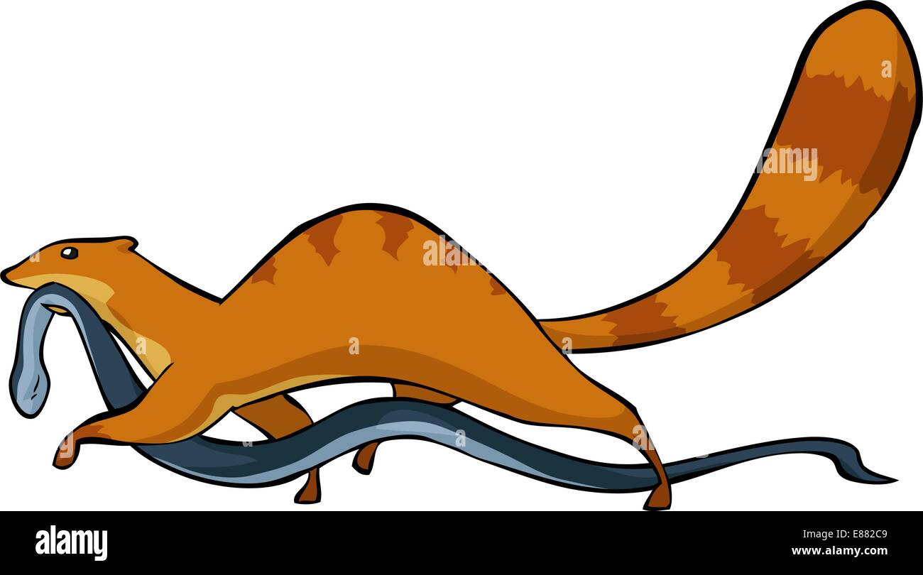 La Mangosta con una serpiente en su boca ilustración vectorial Imagen Vector de stock Alamy