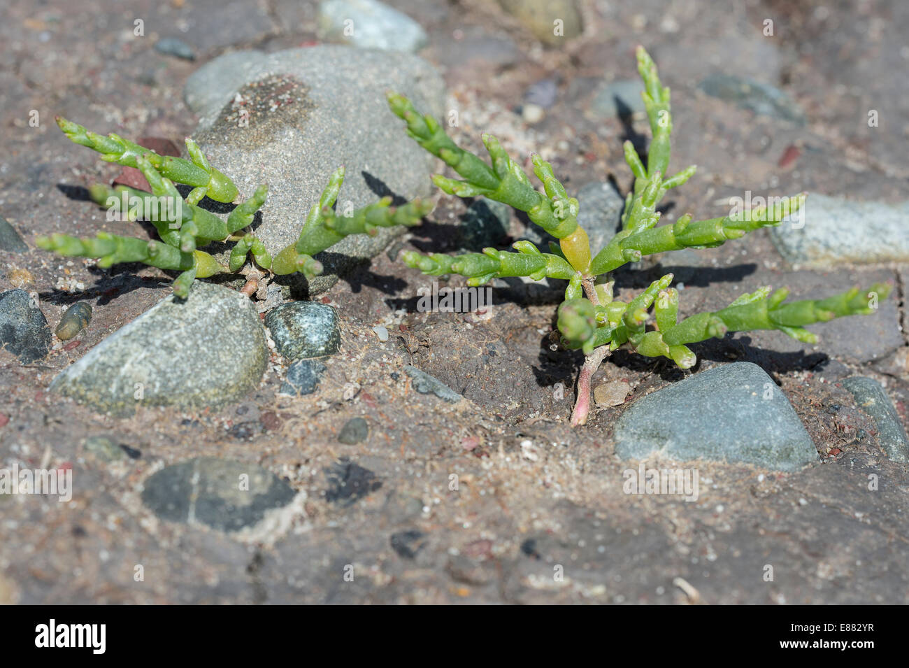 O Samphire Glasswort (Salicornia europaea) el Gann Pembrokshire Gales Reino Unido Europa Foto de stock