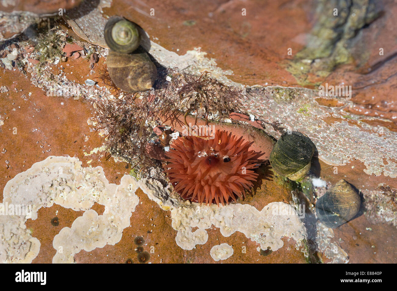 Anémona Beadlet (Actinia equina) hábito una roca descubierta en la marea baja de la bahía de St. novias Pembrokshire parque nacional Gales Reino Unido Europa Foto de stock