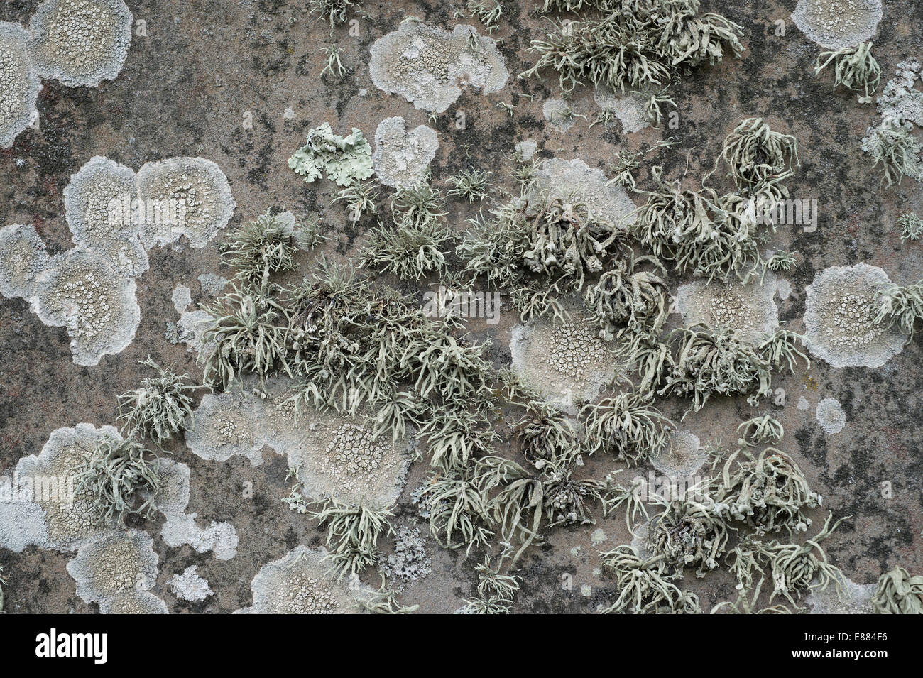 Piedras cubiertos en líquenes St. novias Pembrokshire Parque Nacional de la Bahía de Gales, Reino Unido Europa Foto de stock