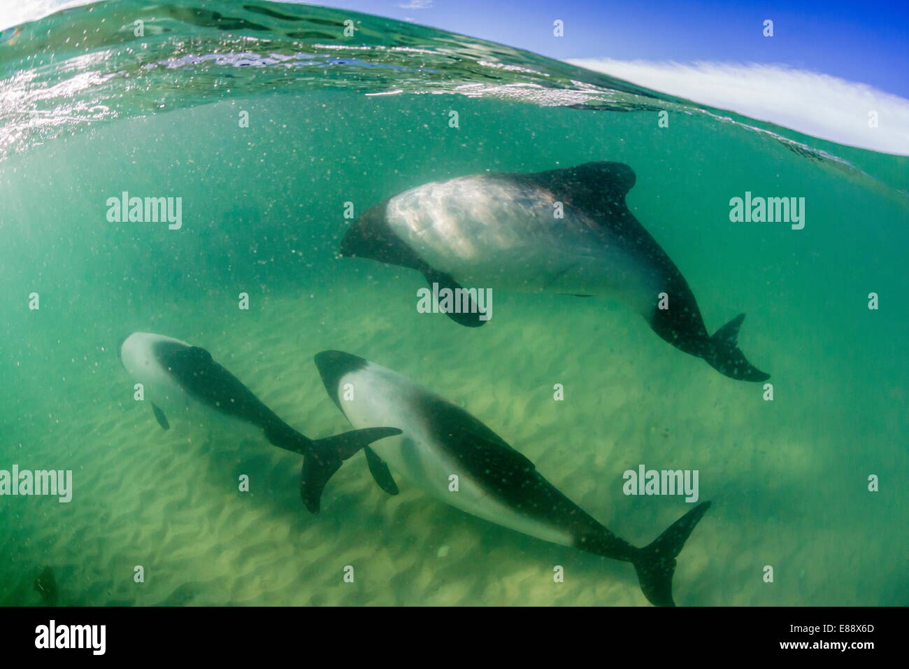 Los delfines de Commerson adultos (Cephalorhynchus commersonii), arriba y abajo en la isla de despojos, Islas Malvinas, REINO UNIDO Foto de stock