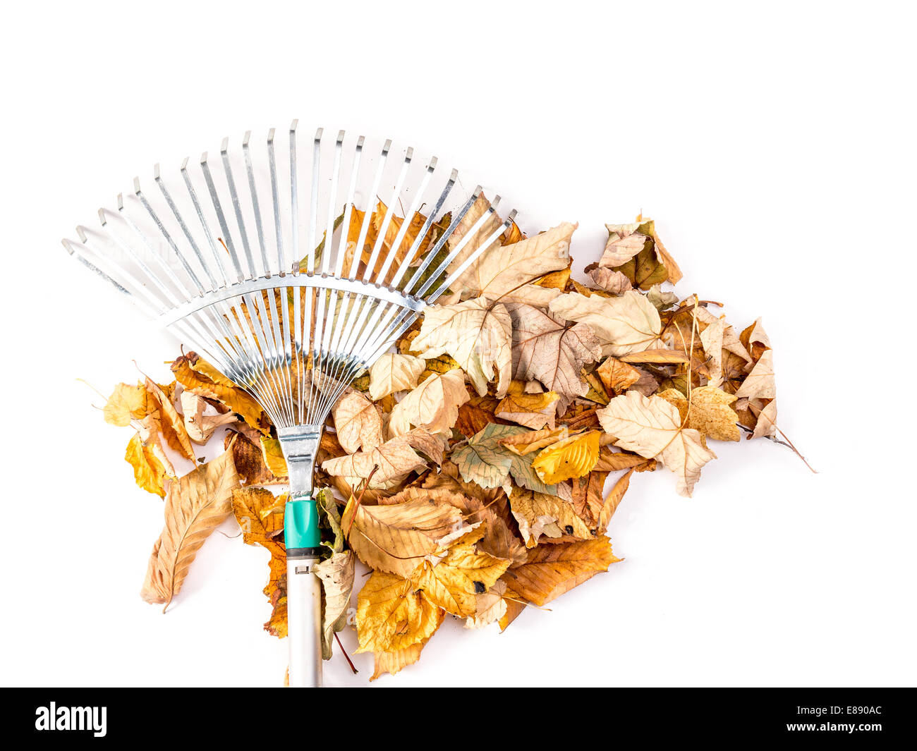 Montón de hojas caer muerto barrida por el rastrillo de ventilador metálica rodado en blanco Foto de stock