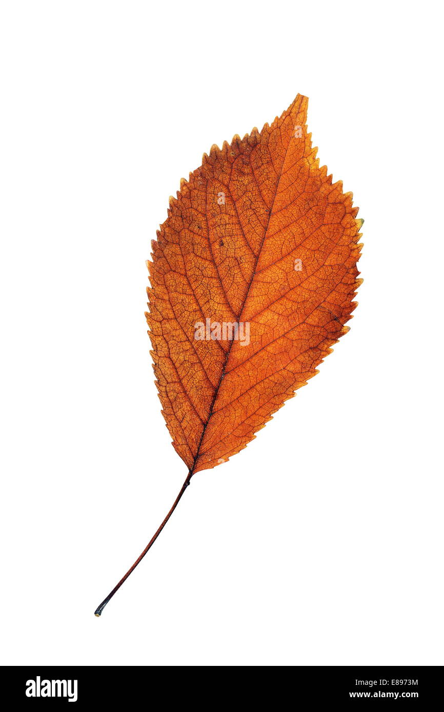 Hermosa textura rojiza Cherry leaf aislado en blanco Foto de stock