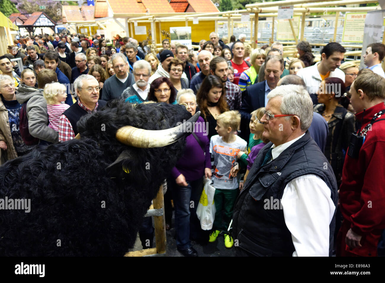 Berlín, Alemania, los visitantes de la Semana Verde mirar un bull en vivo Foto de stock