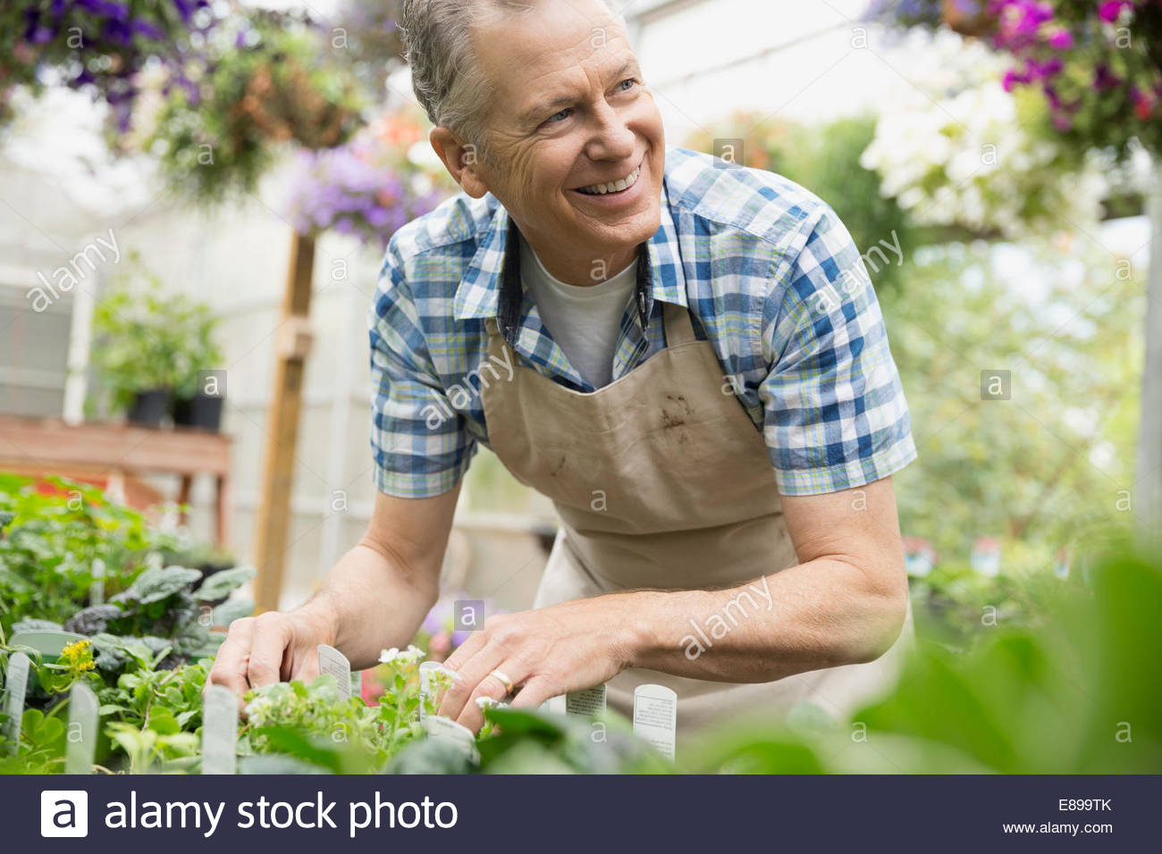 Trabajador sonriente examinar plantas vivero de plantas en invernadero Foto de stock