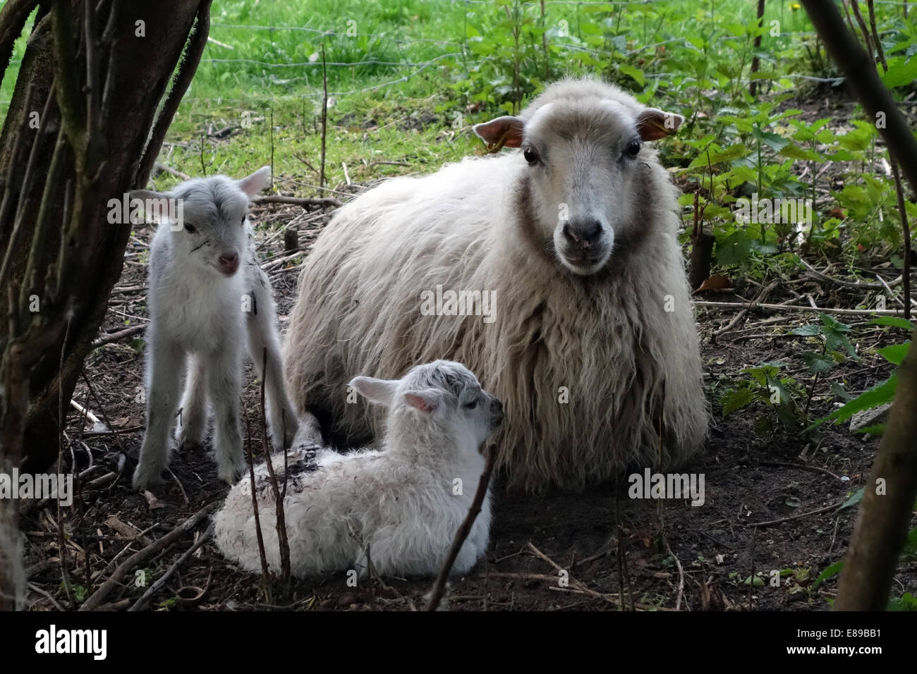 Berlín, Alemania, ovejas y corderos de la raza Skudde Foto de stock