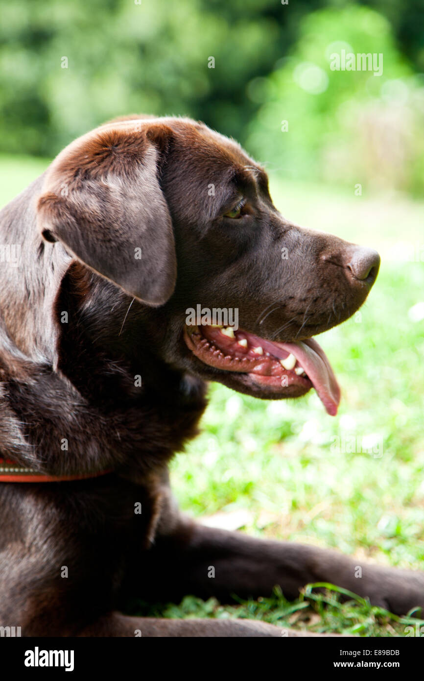 Labrador Retriever chocolate retrato de perro adulto hembra Foto de stock