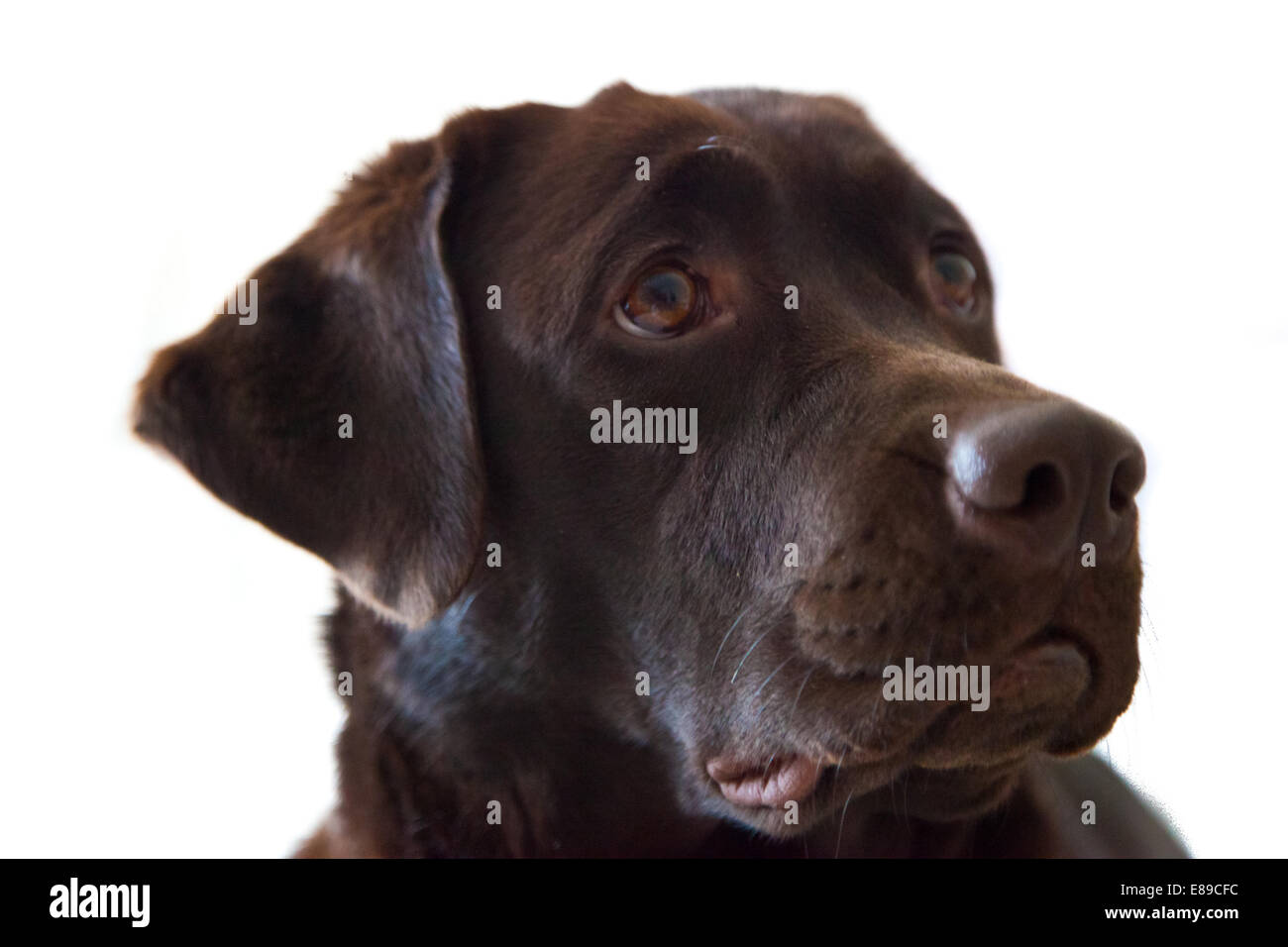 Labrador Retriever chocolate retrato de perro adulto hembra Foto de stock