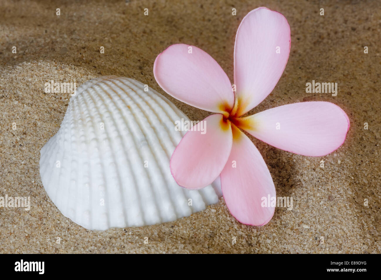 Tropical hawaiana Frangipani Plumeria (nombre común) es un género de  plantas con flores en la familia dogbane, Apocynaceae. Esta flor es de  color rosa con amarillo brillante en el centro y está