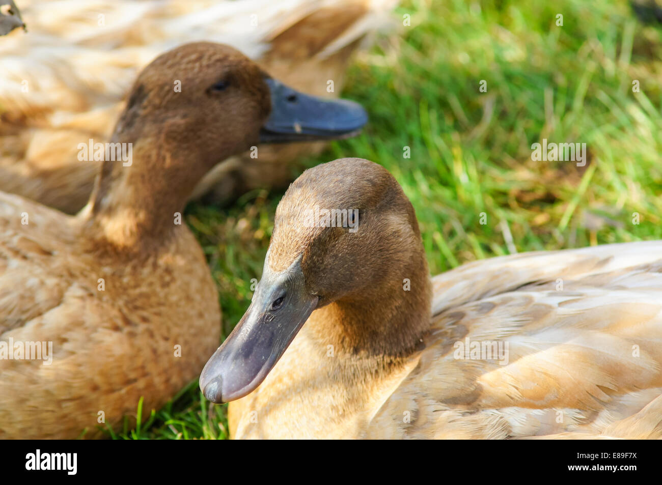 Patos domésticos Foto de stock