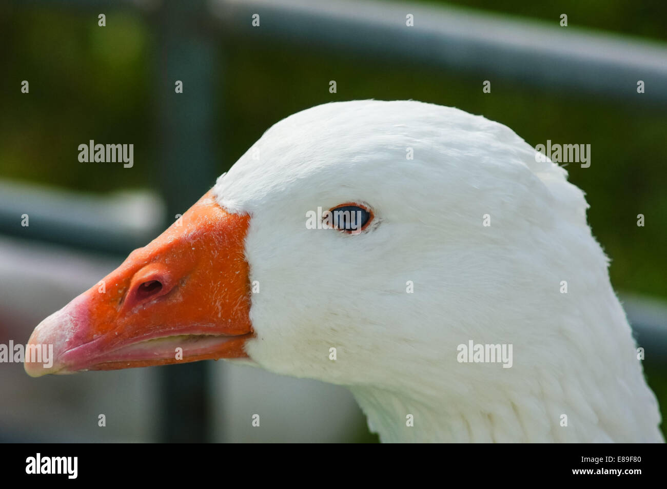 cerca de ganso doméstico Foto de stock