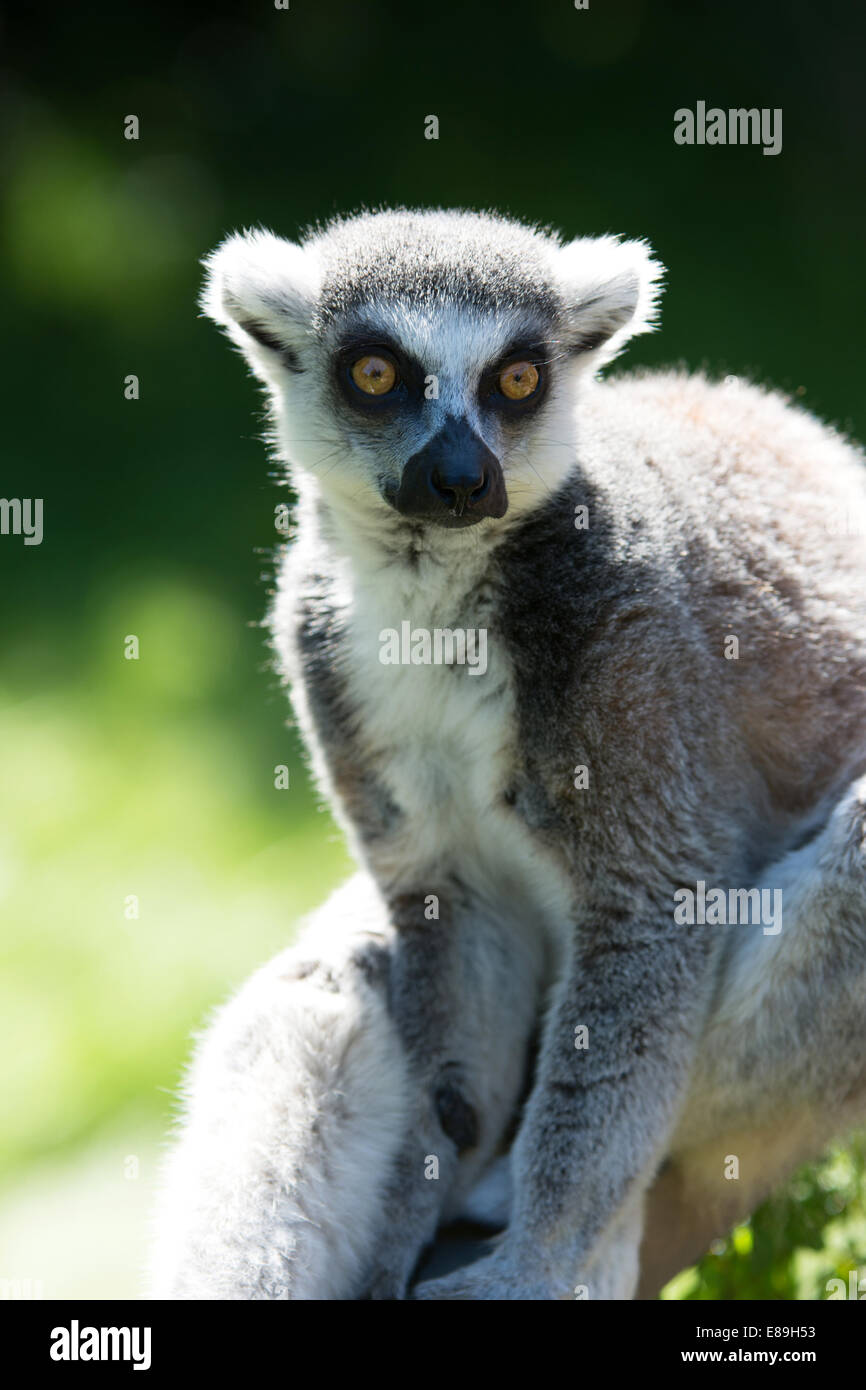Ring tailed lemur Foto de stock