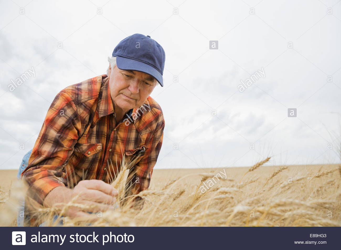 Agricultor examinando el cultivo del trigo Foto de stock