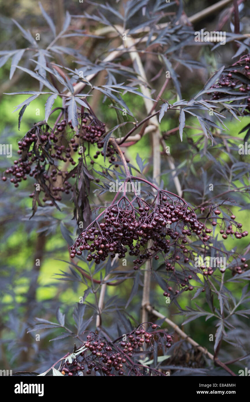 Sambucus nigra f. porphyrophylla Eva . Las bayas de saúco negro Foto de stock