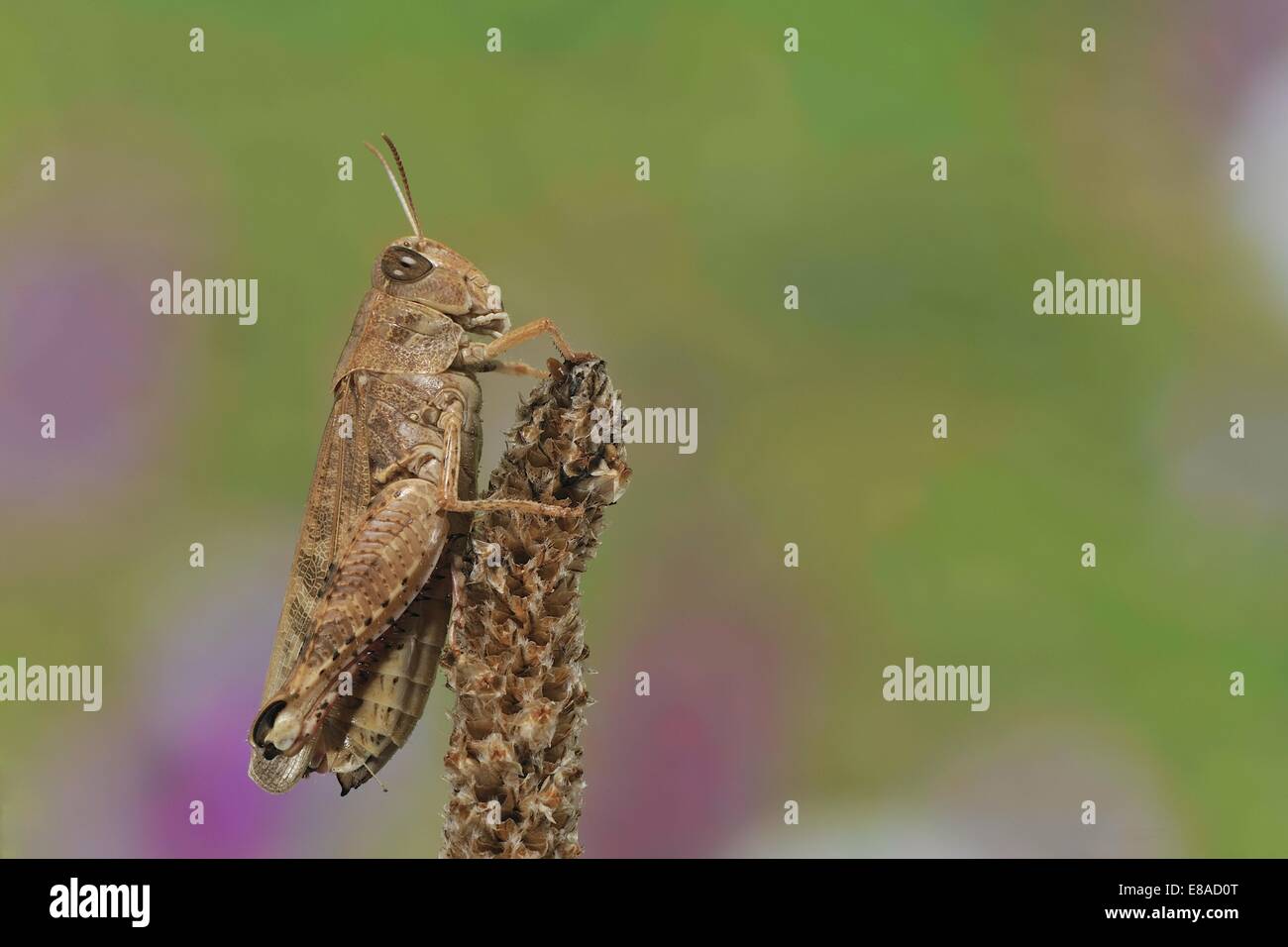 Italiano - Italiano saltamontes Locust (Calliptamus italicus) en verano Foto de stock