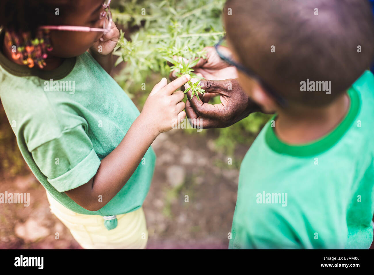 Los padres manos sosteniendo las plantas para hijo e hija en el forest eco campamento Foto de stock