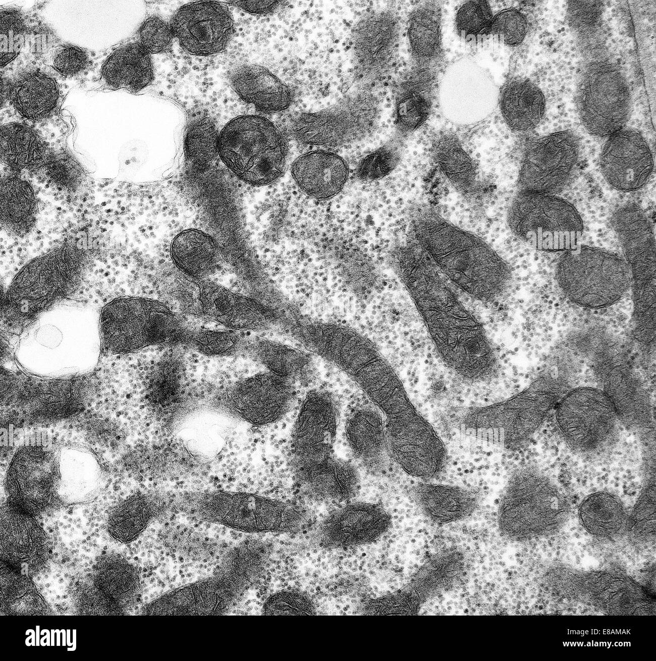 Mitocondria microscopio óptico fotografías e imágenes de alta resolución -  Alamy
