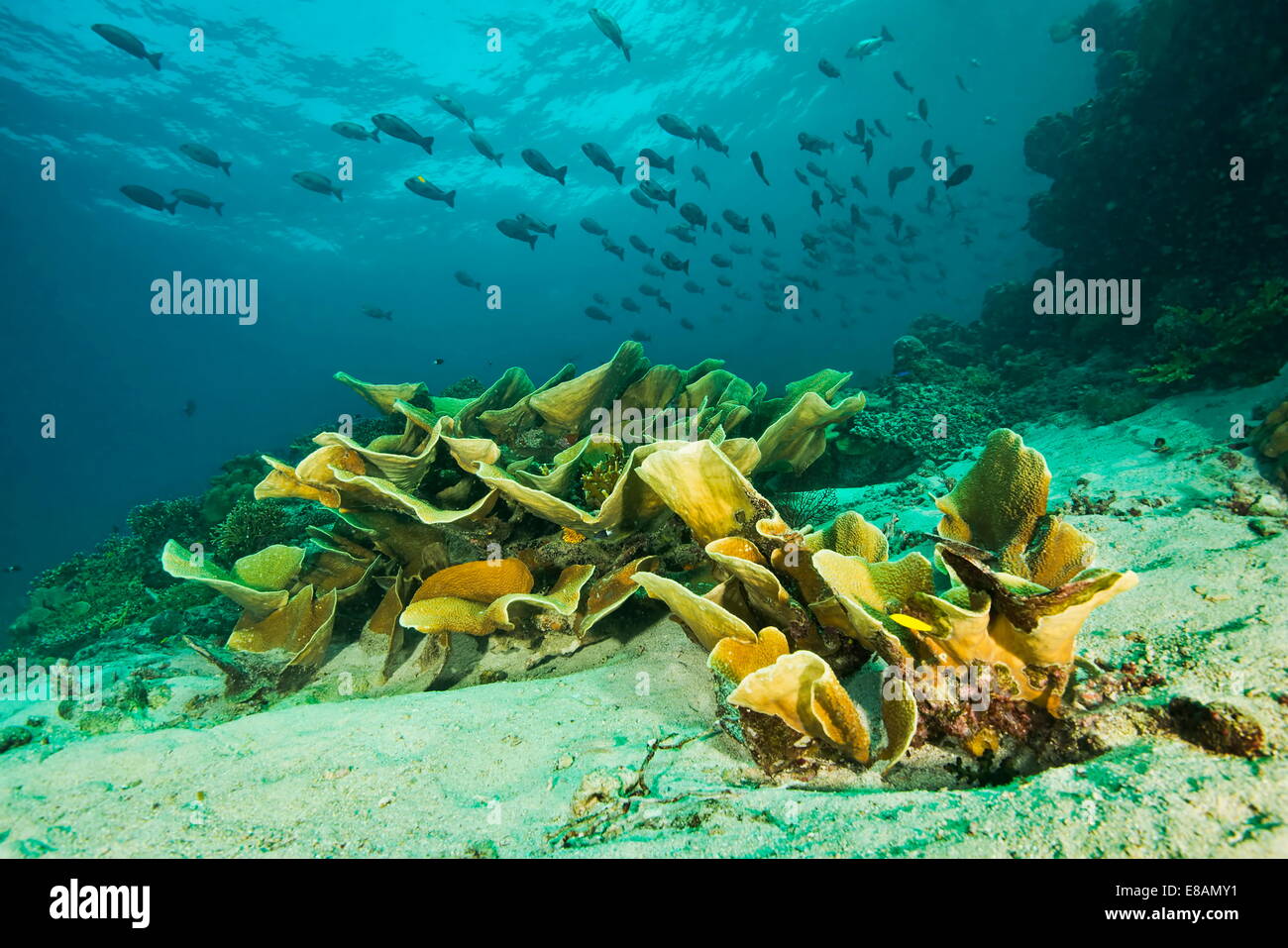 Plantas marinas y fondos marinos, punto Uepi Uepi Island, Nueva Bretaña, Islas Salomón Foto de stock